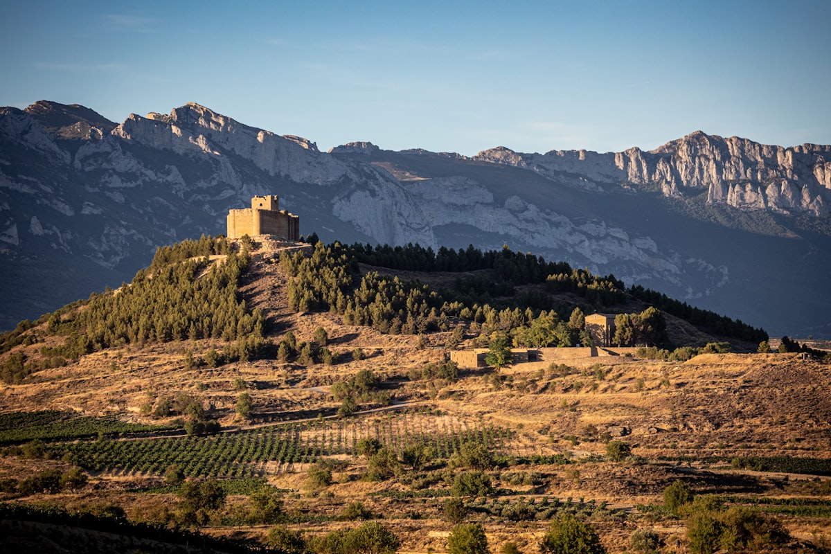 Vi&ntilde;edos de Rioja Alavesa con Laguardia al fondo